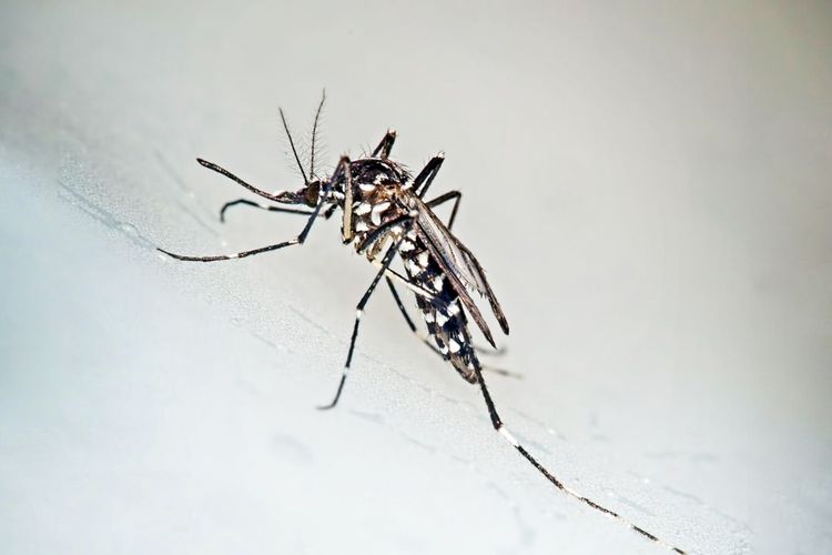 photo macro d'un moustique tigre
